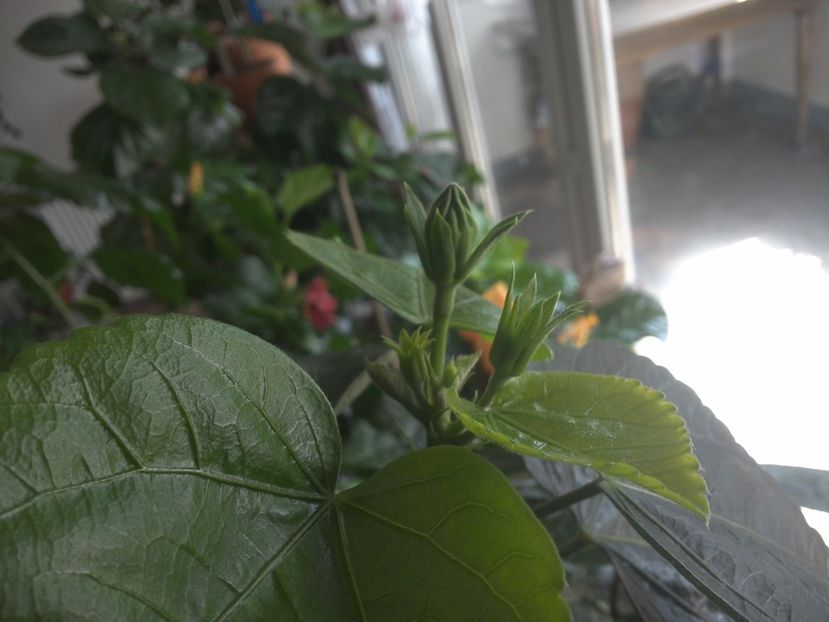 WIN_20170424_104003 - Jolanda Gommer