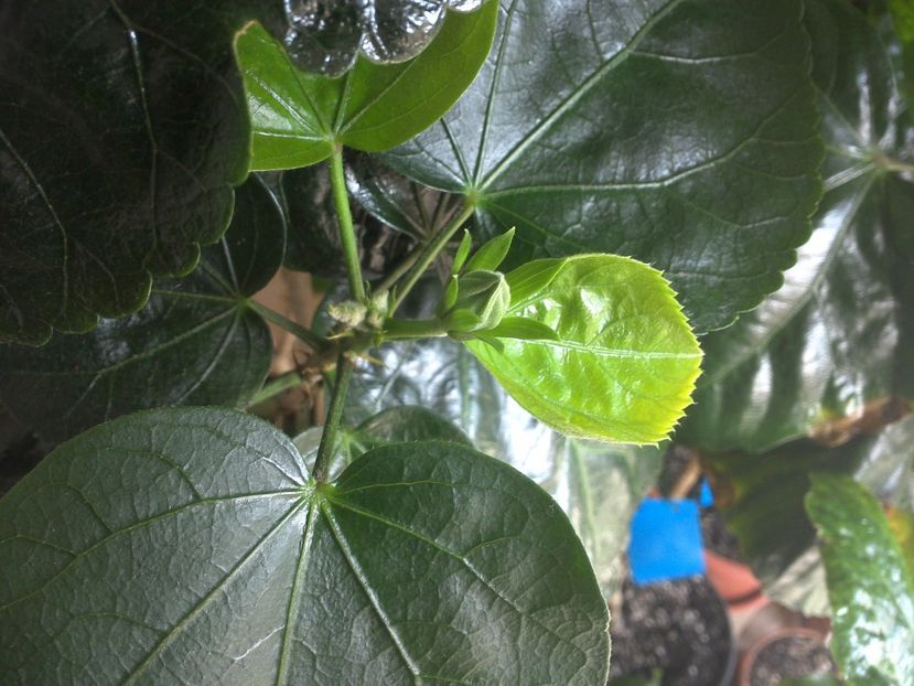 WIN_20170424_104037 - Jolanda Gommer