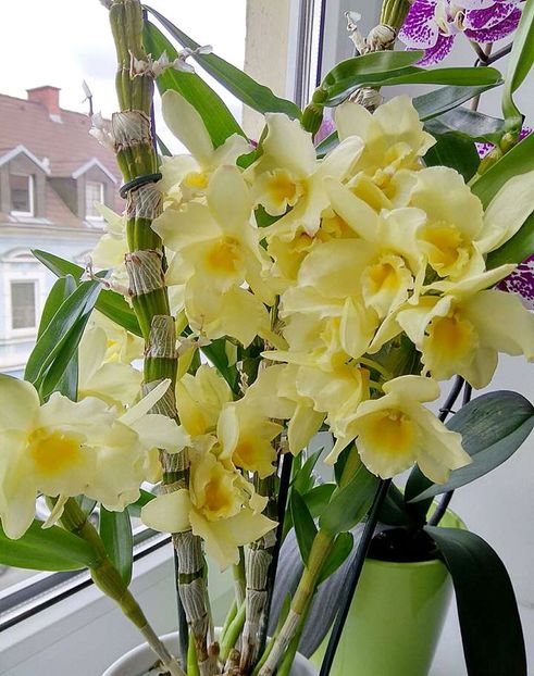 cine are de vanzare - CAUT SA CUMPAR 2017