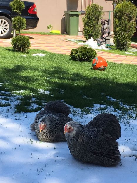 Mariuca si Margareta - COCHI PITIC HERMINAT INCHIS 2018