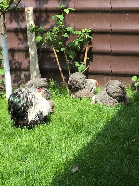  - COCHI PITIC HERMINAT INCHIS 2018