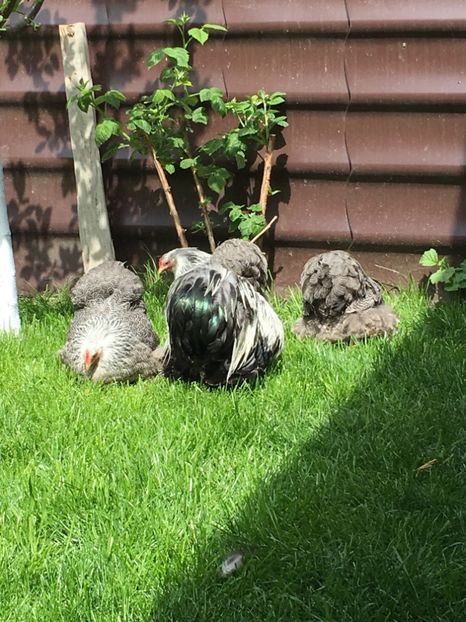  - COCHI PITIC HERMINAT INCHIS 2018