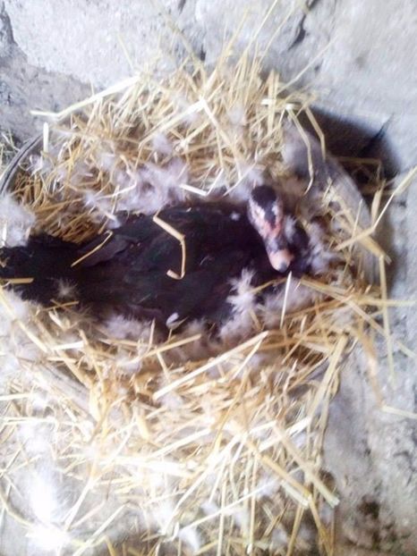  - Rate mute matca 2017