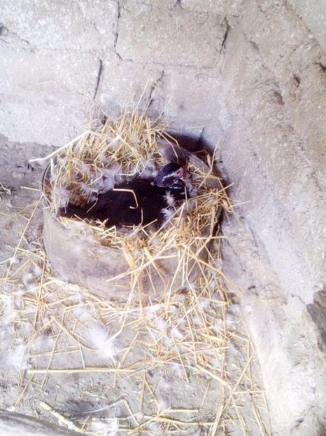  - Rate mute matca 2017