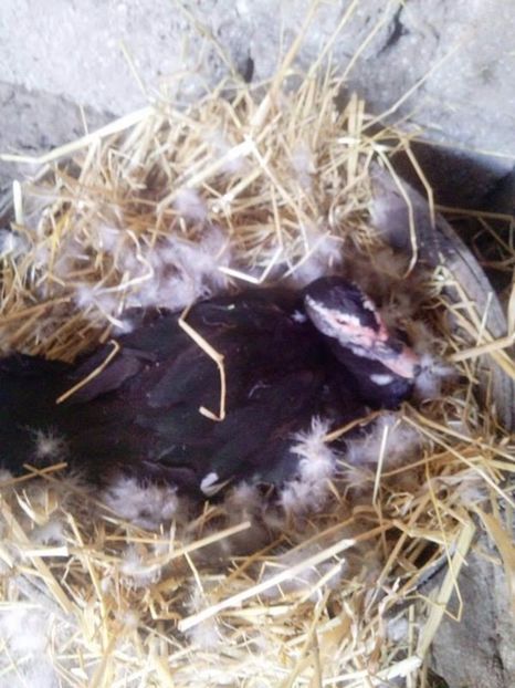  - Rate mute matca 2017