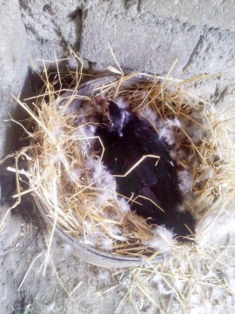  - Rate mute matca 2017