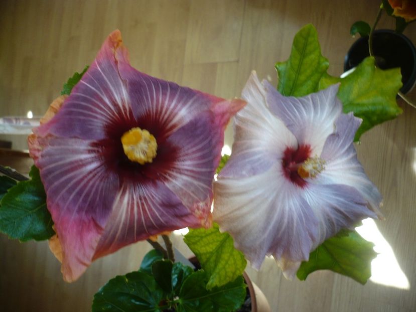 P1310651 - HIBISCUSI 2017-1