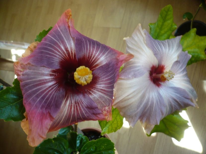 P1310653 - HIBISCUSI 2017-1