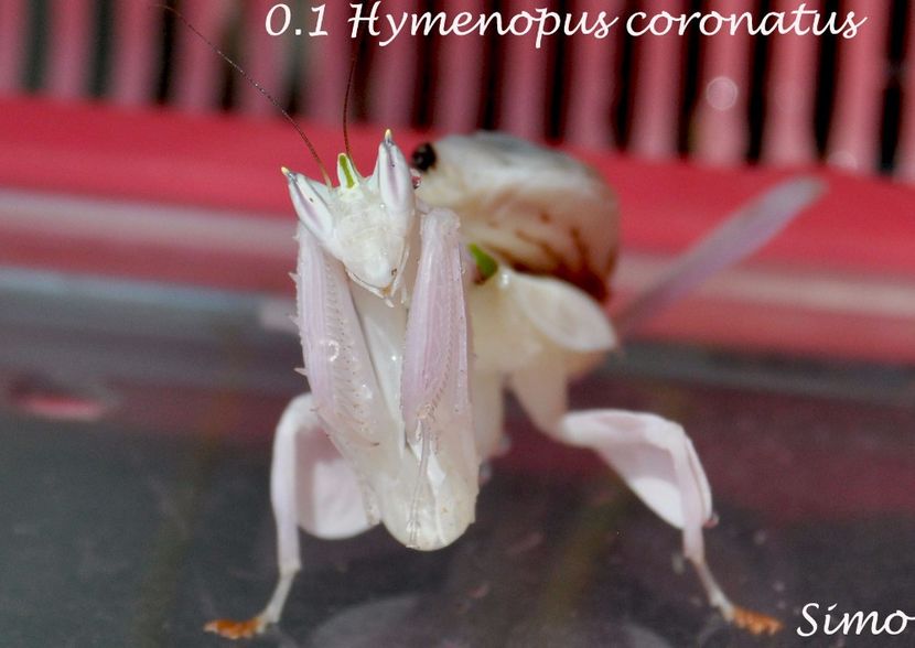  - 1 1 Hymenopus coronatus