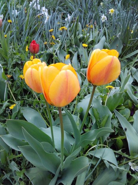  - AAAAA_LALELE 2016_2017_2018_2019