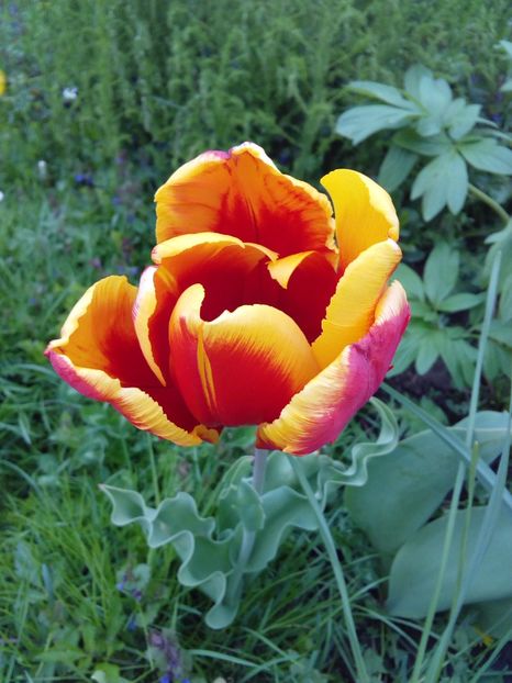  - AAAAA_LALELE 2016_2017_2018_2019