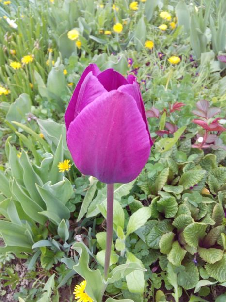  - AAAAA_LALELE 2016_2017_2018_2019