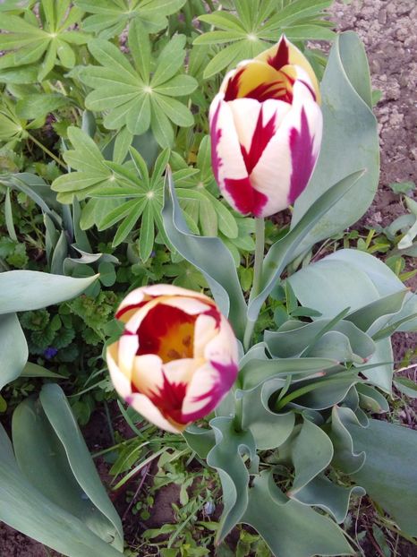  - AAAAA_LALELE 2016_2017_2018_2019