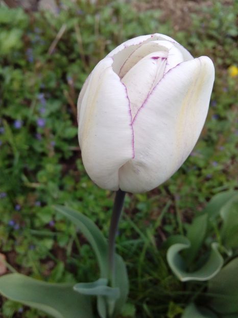  - AAAAA_LALELE 2016_2017_2018_2019