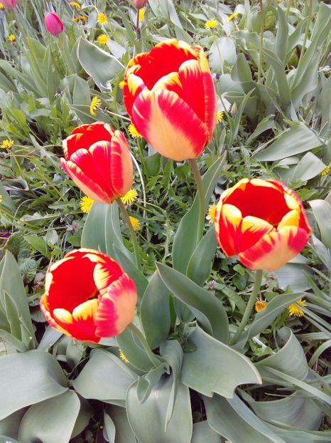  - AAAAA_LALELE 2016_2017_2018_2019