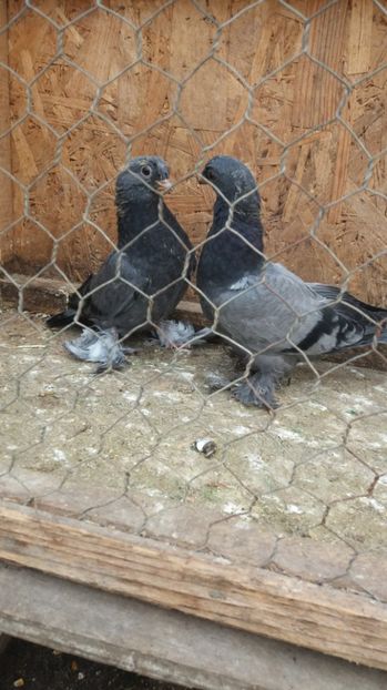 Albastri cu un singur cucui - Pui JDB 2017