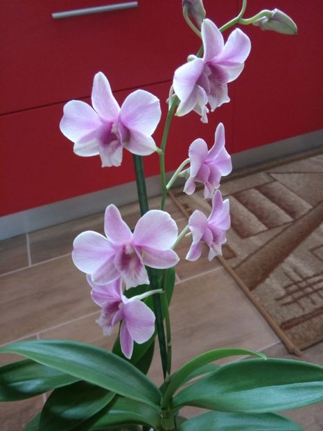 23 aprilie 2017 - florile mele dragi