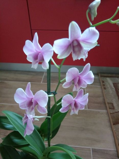  - florile mele dragi