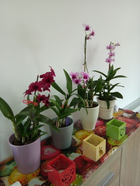  - florile mele dragi