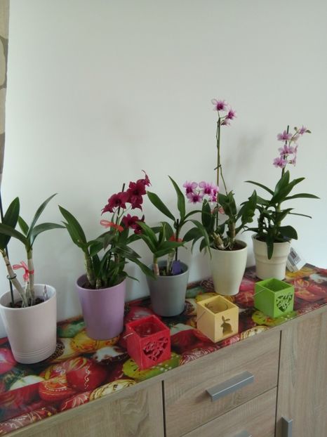  - florile mele dragi