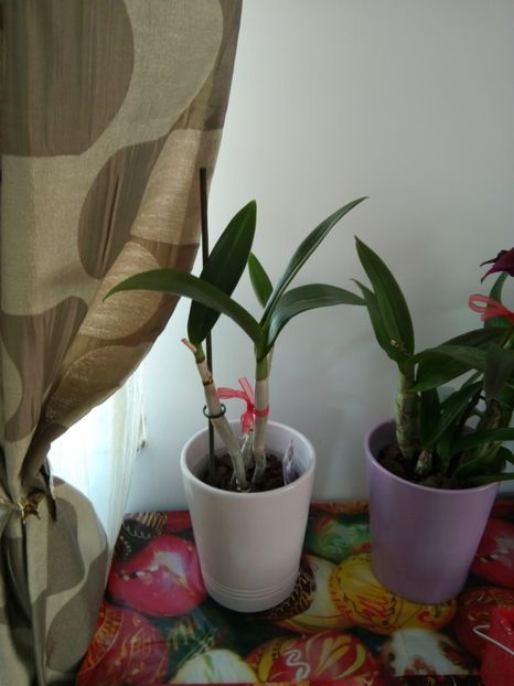  - florile mele dragi