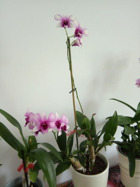  - florile mele dragi