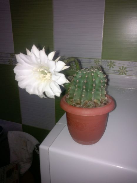 0483 prima floare - cactusi 2017