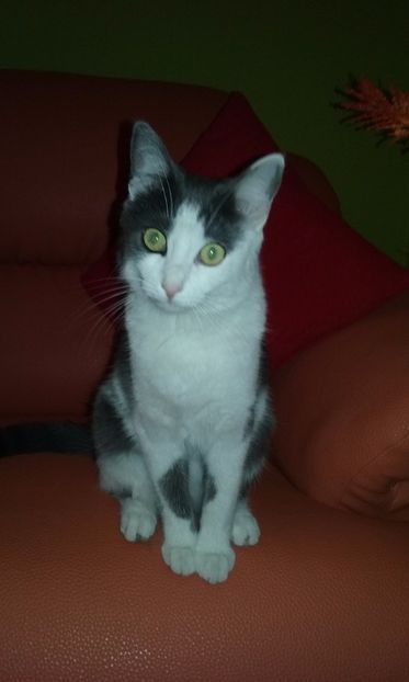 4 zile de la sterilizare - Aprilie 2017