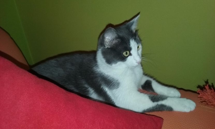 Sunt O.K. - Aprilie 2017