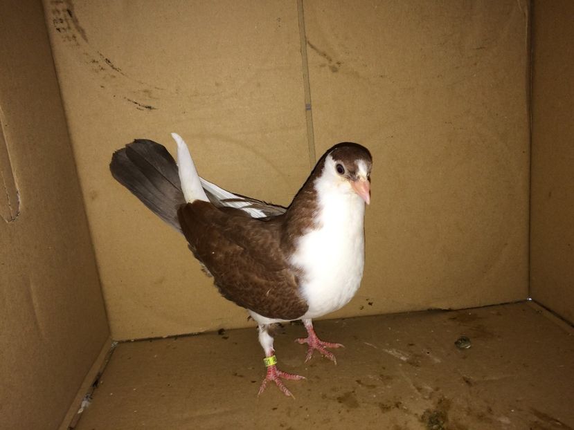 8921 - Plecați ALBUM 1