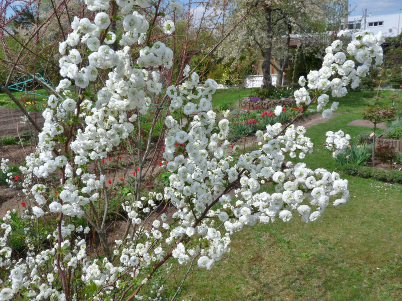 P2070419 - 2017 - 01 - Primavara