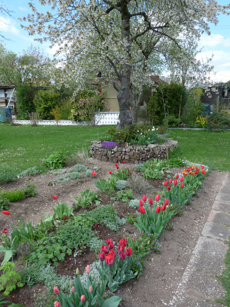 P2070430 - 2017 - 01 - Primavara