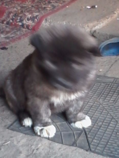  - A - CAINI