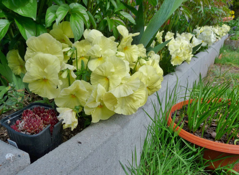 P2070477 - 2017 - 01 - Primavara