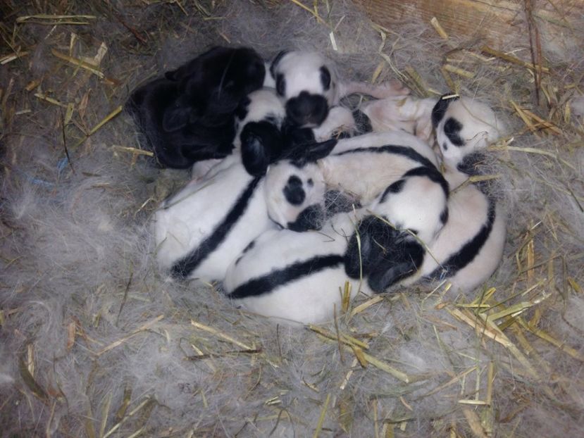 6zile - Cuib 17-04-2017