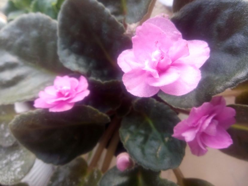  - Violeta nr 2 de la Stanica Rhapsodie Ingrid