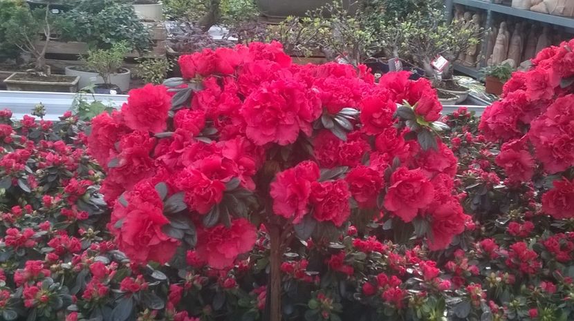  - In Beier markt  cu muulte plante