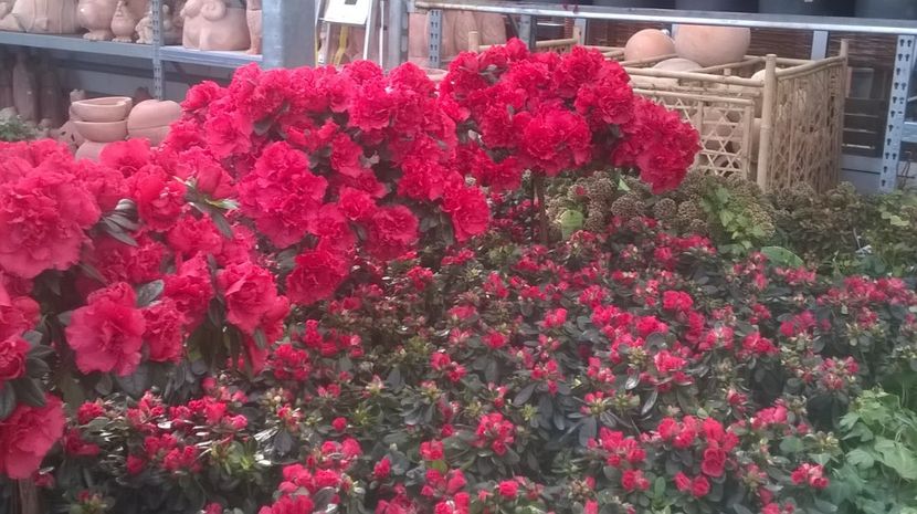  - In Beier markt  cu muulte plante