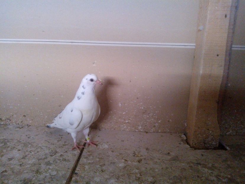  - pierduti la primul zbor