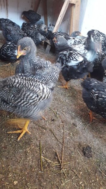  - d Puisori de gaina