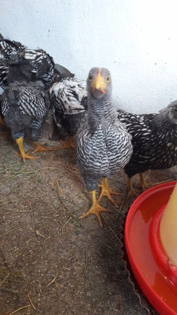  - d Puisori de gaina