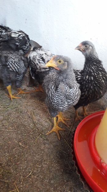  - d Puisori de gaina