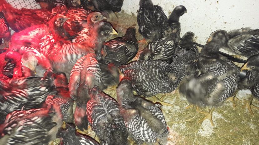  - d Puisori de gaina