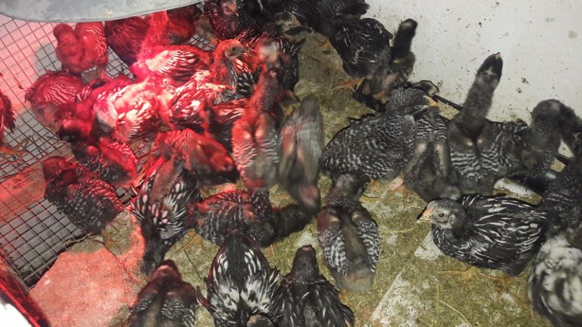  - d Puisori de gaina