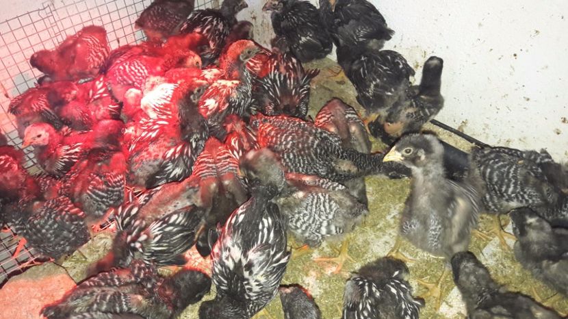  - d Puisori de gaina