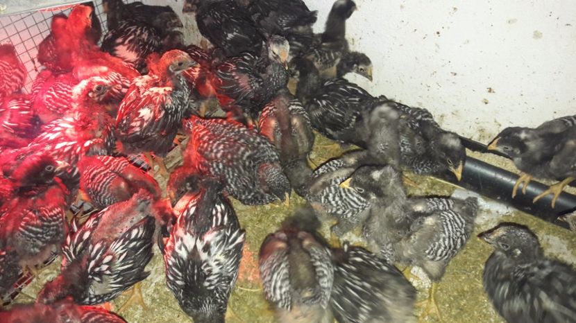  - d Puisori de gaina