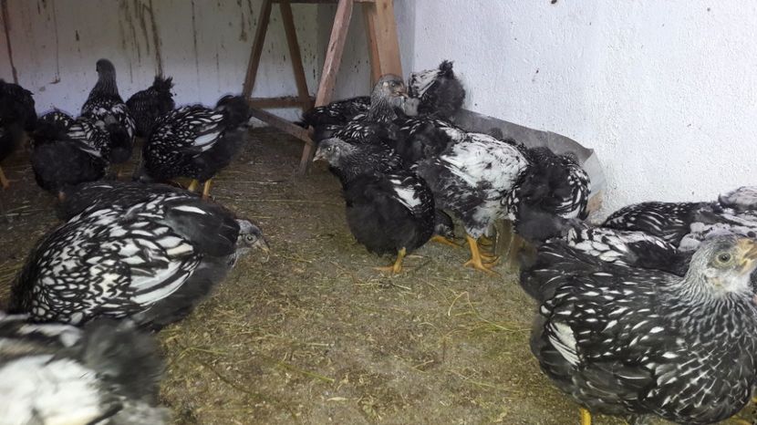  - d Puisori de gaina