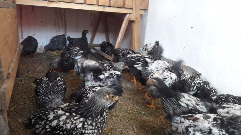  - d Puisori de gaina