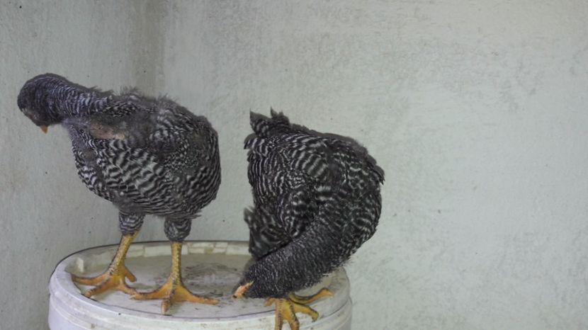  - d Puisori de gaina