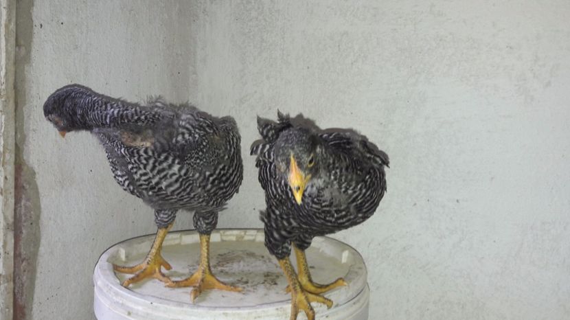  - d Puisori de gaina